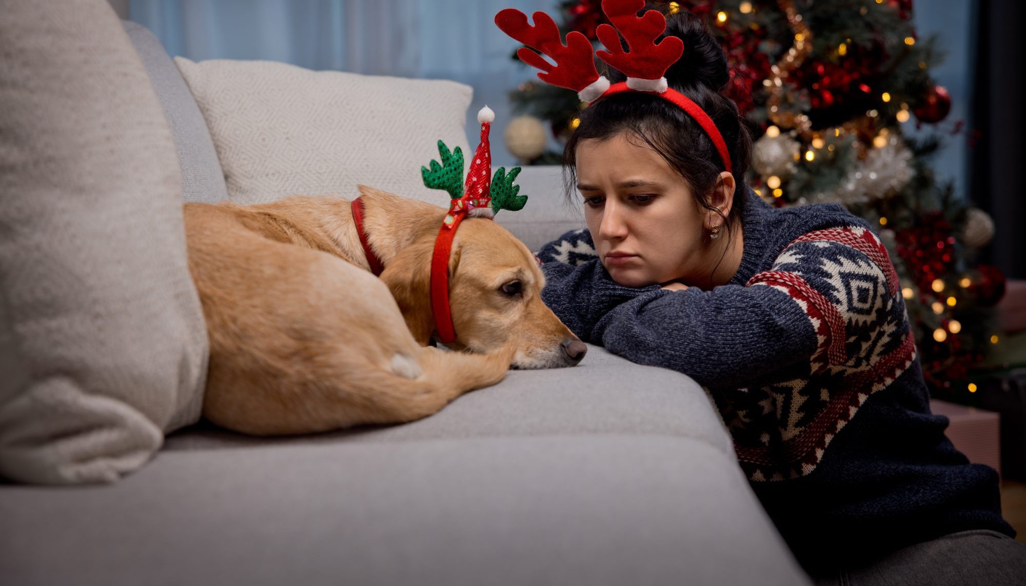 How Can I Help My Pet Deal With Holiday Stress?