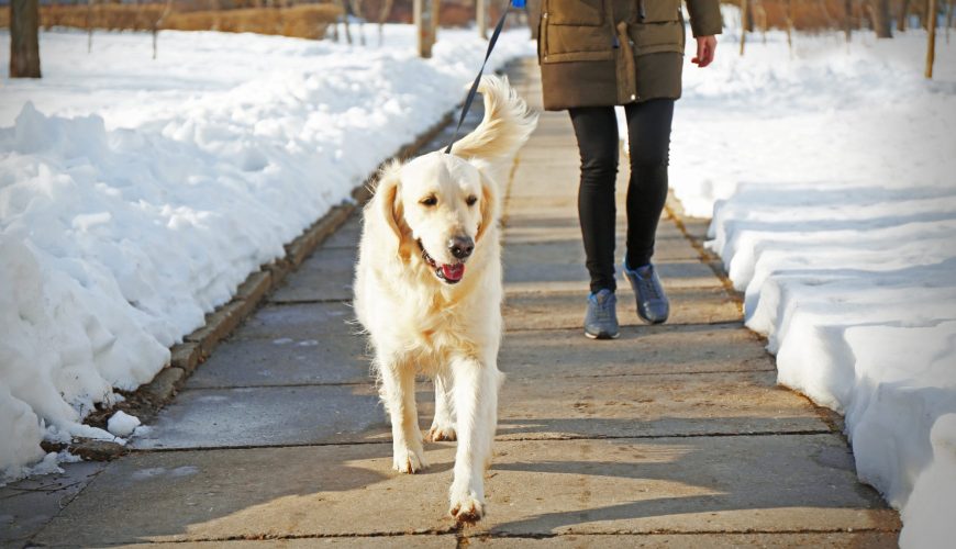 How Do I Make Sure My Dog Gets Enough Exercise When It’s Cold?