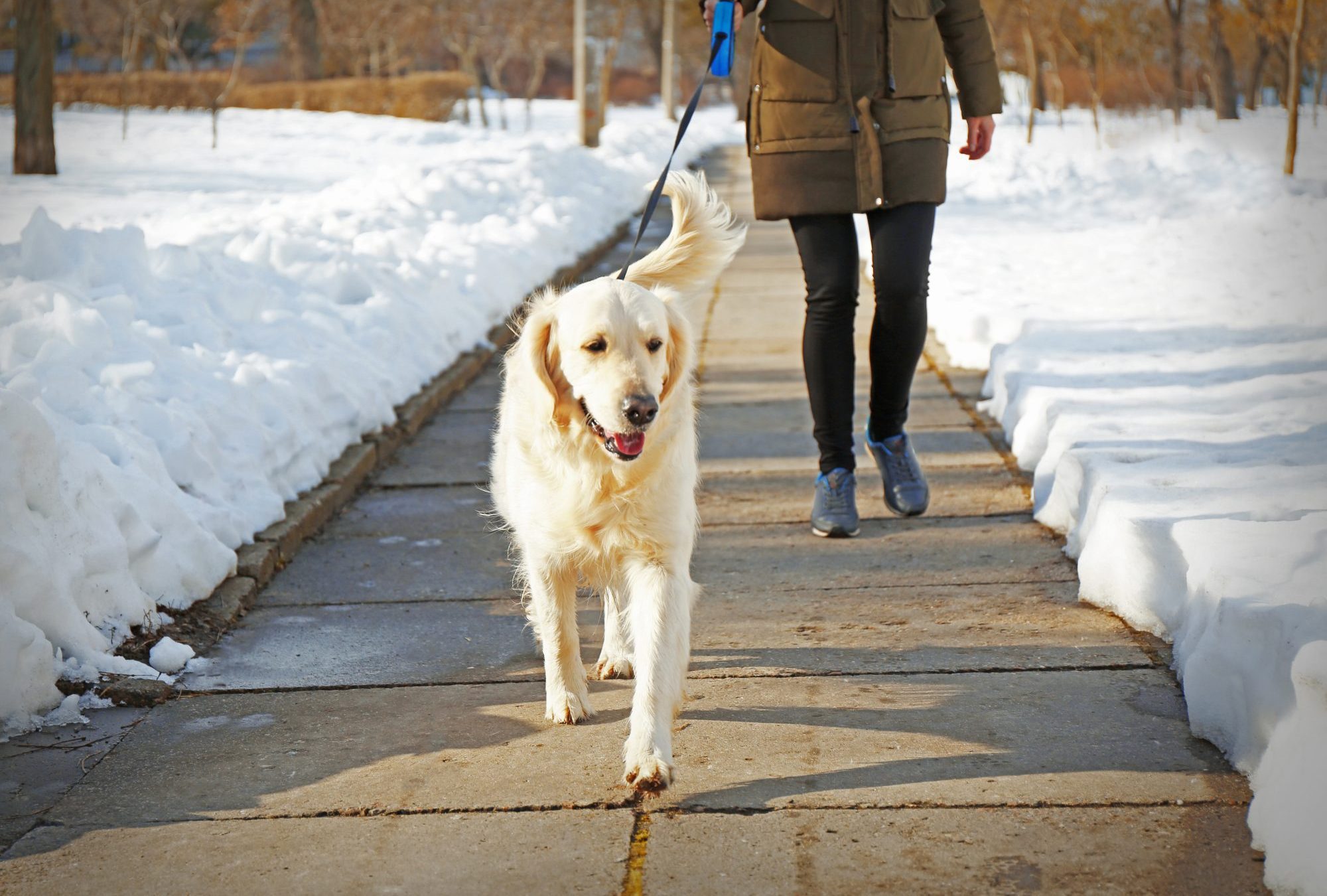 How Do I Make Sure My Dog Gets Enough Exercise When It’s Cold?