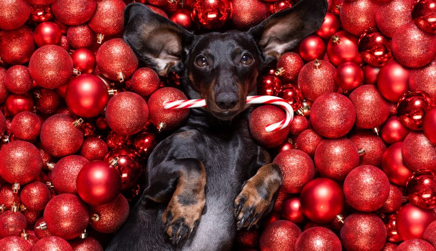 How to Include Your Pets in Holiday Photoshoots
