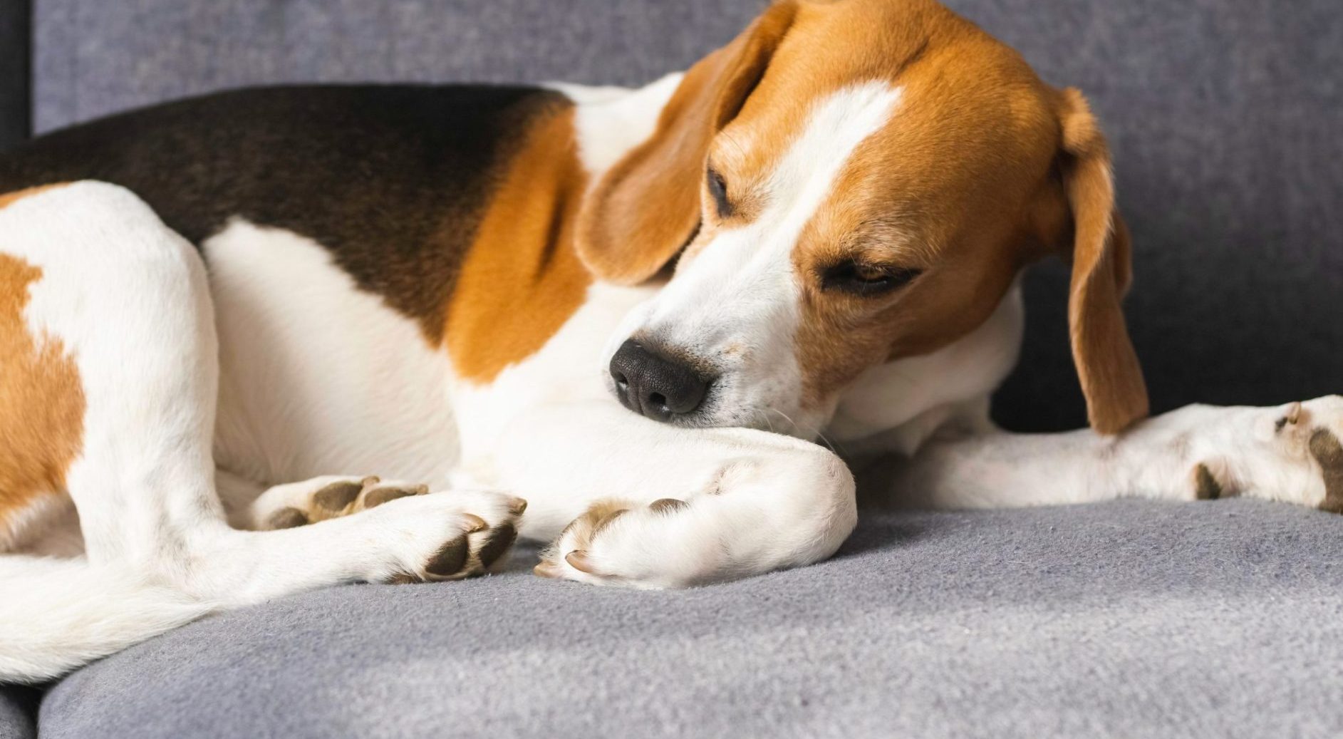 Pet Problems You Shouldn’t Ignore