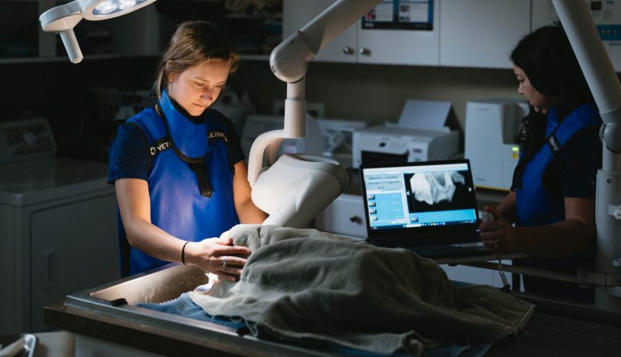 What Pet Owners Should Know About Surgery for Their Pet