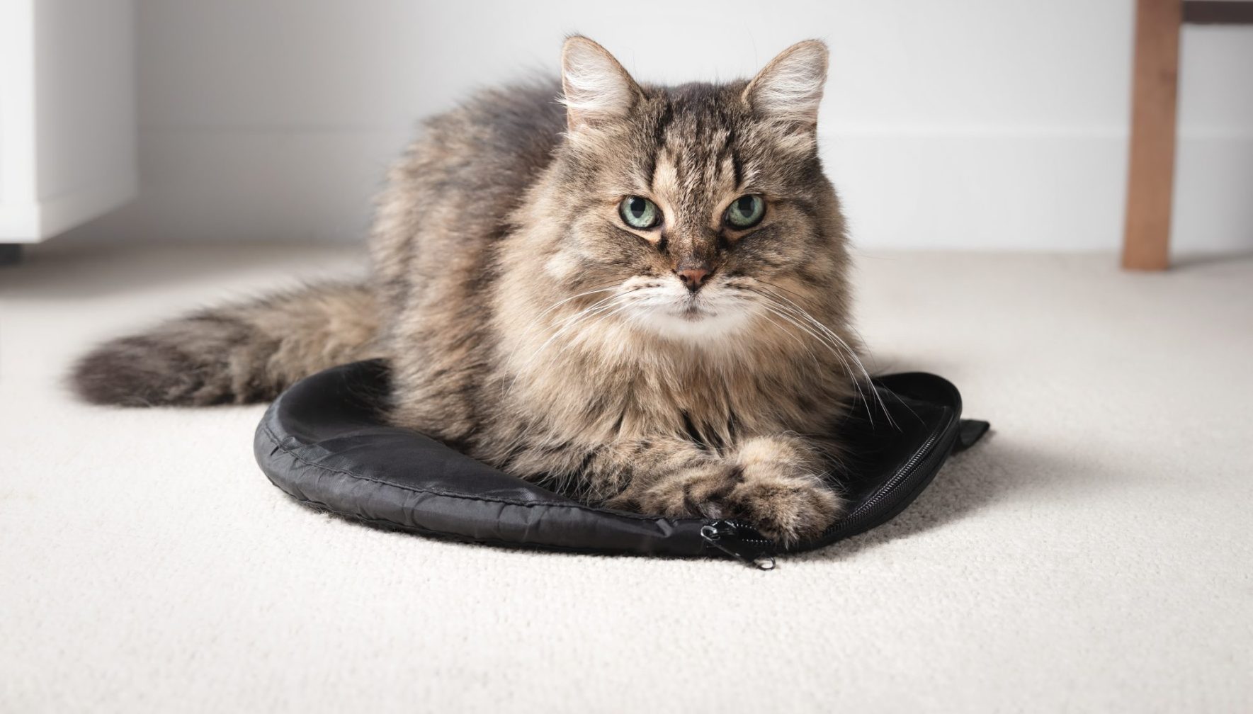 Cat Behaviors and What They Might Mean
