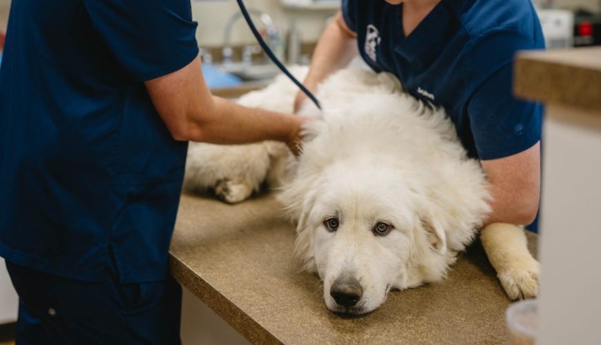 How Can You Build a Year-Round Preventative Care Plan for Your Pet?