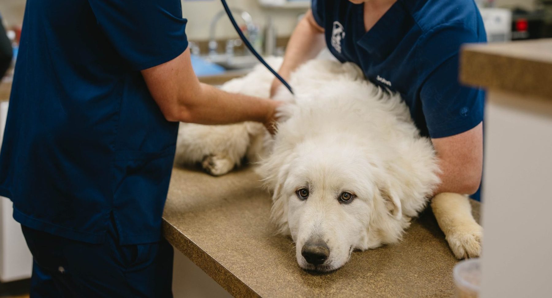 How Can You Build a Year-Round Preventative Care Plan for Your Pet?
