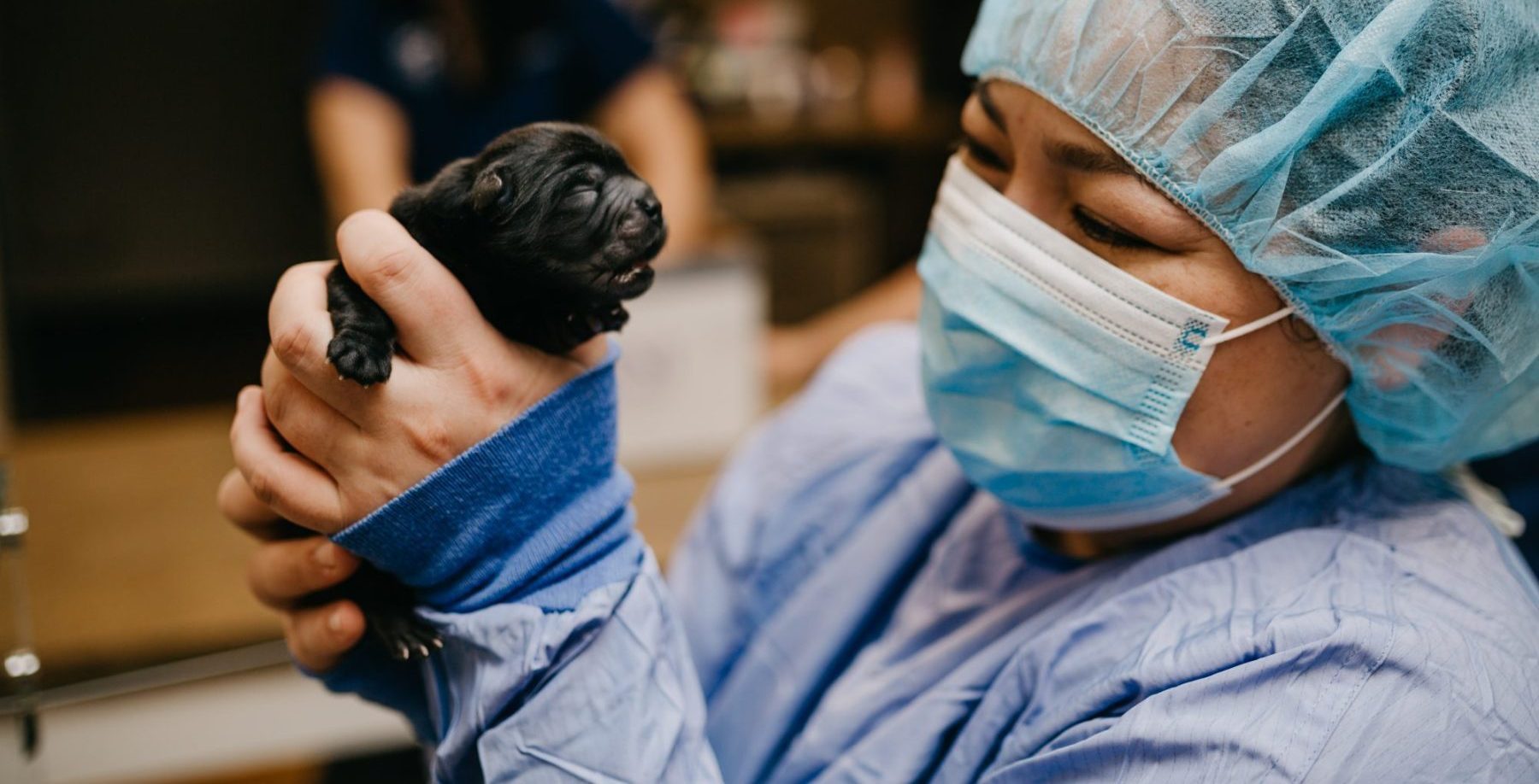 The Basics of Dog C-Sections: What Pet Parents Should Know