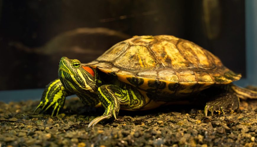 How Do You Create a Healthy Habitat for Your Reptile?