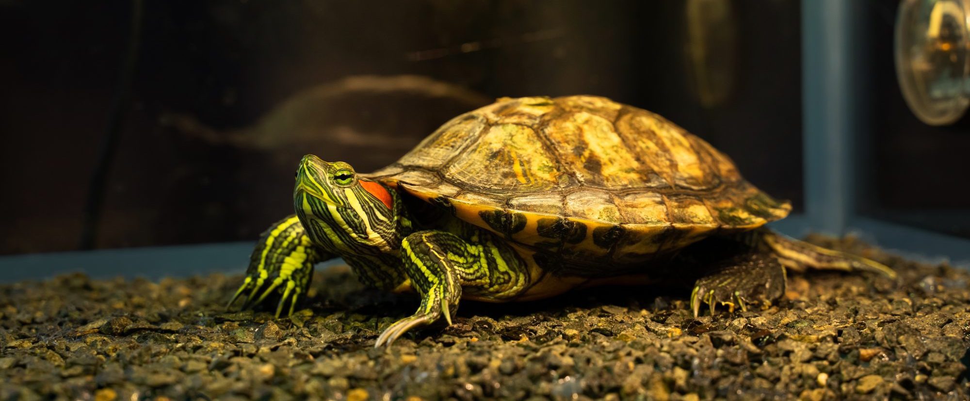 How Do You Create a Healthy Habitat for Your Reptile?