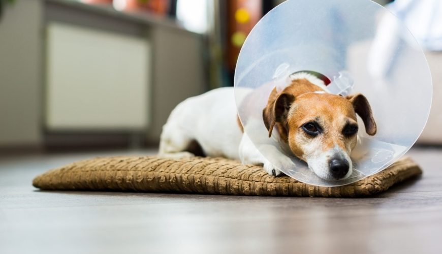 How Do You Keep Your Pet From Licking Their Incision After Surgery?