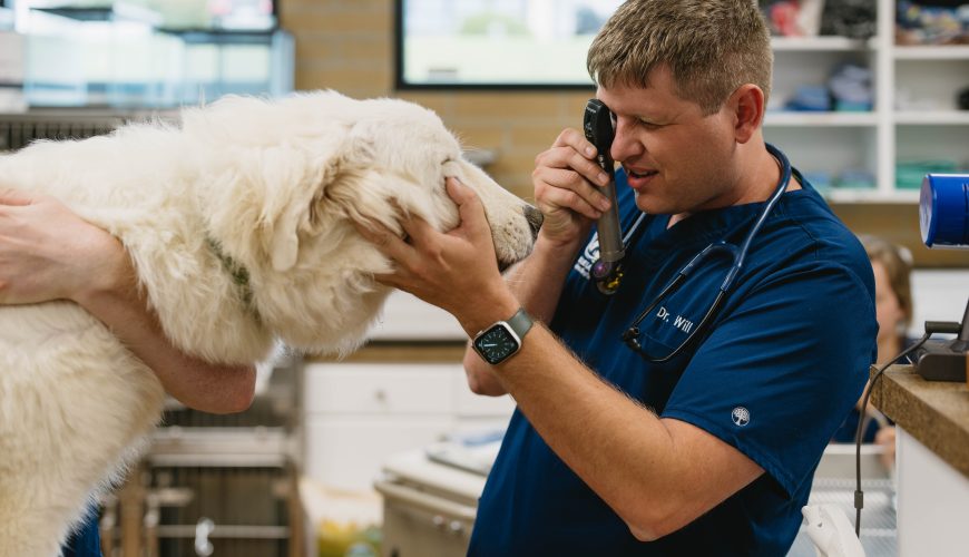 When Should You Worry About Your Dog Vomiting?