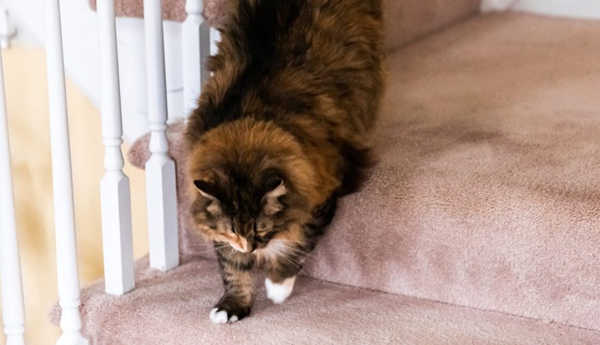 How to Introduce a New Cat to Your Home Safely
