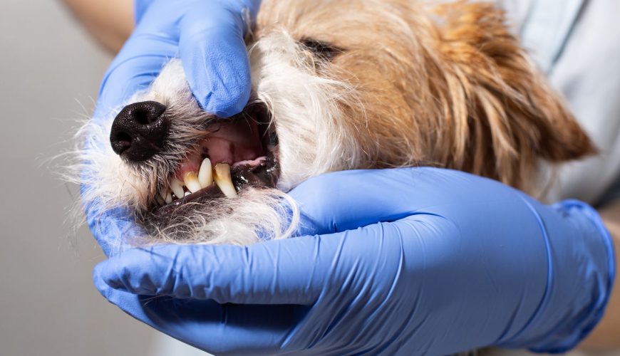 When Should Your Pet Have Their First Dental Exam?