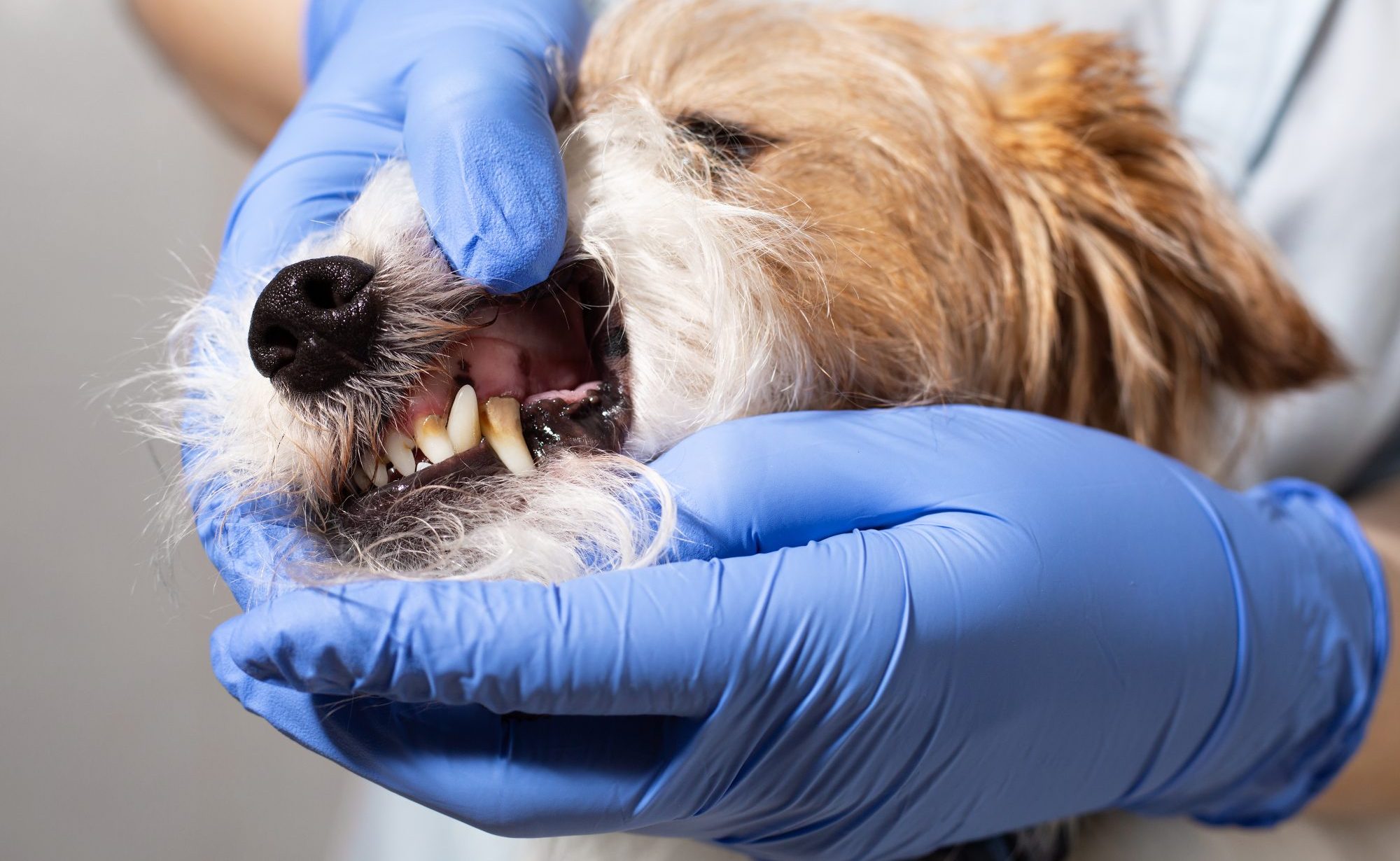 When Should Your Pet Have Their First Dental Exam?
