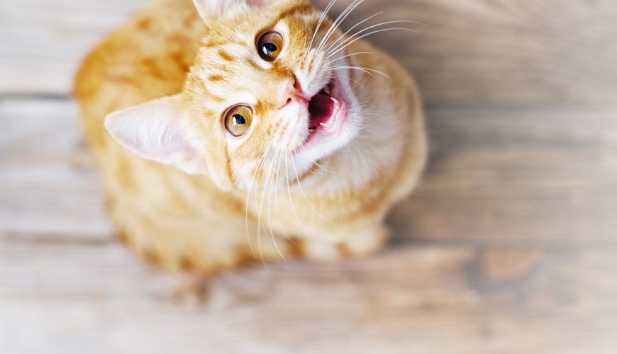 Why Is My Cat Meowing So Much Lately?