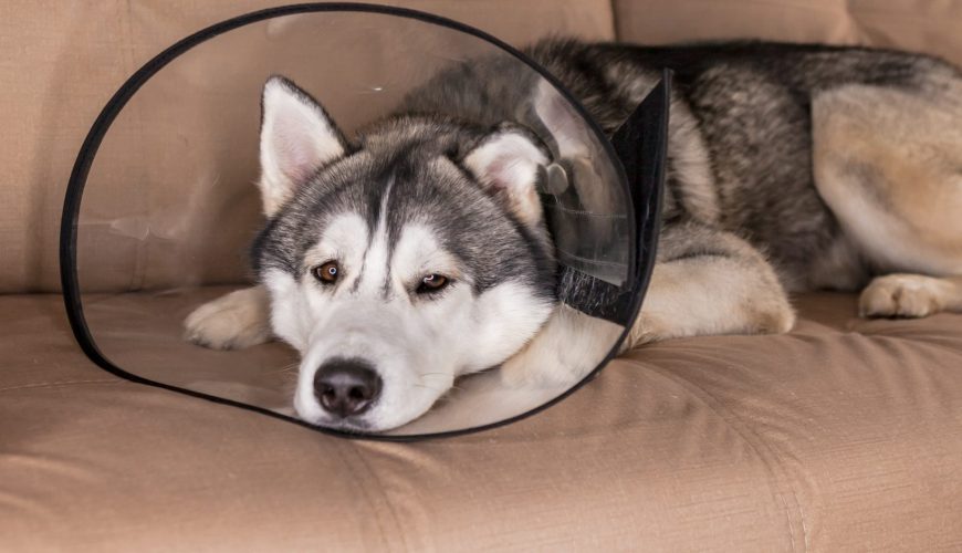 What Should You Do if Your Pet Won’t Eat After Surgery?