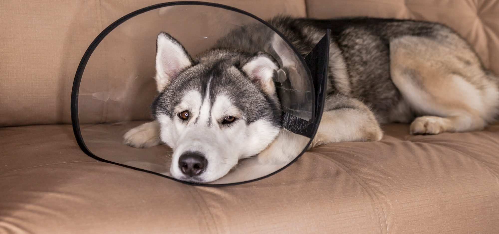 What Should You Do if Your Pet Won’t Eat After Surgery?