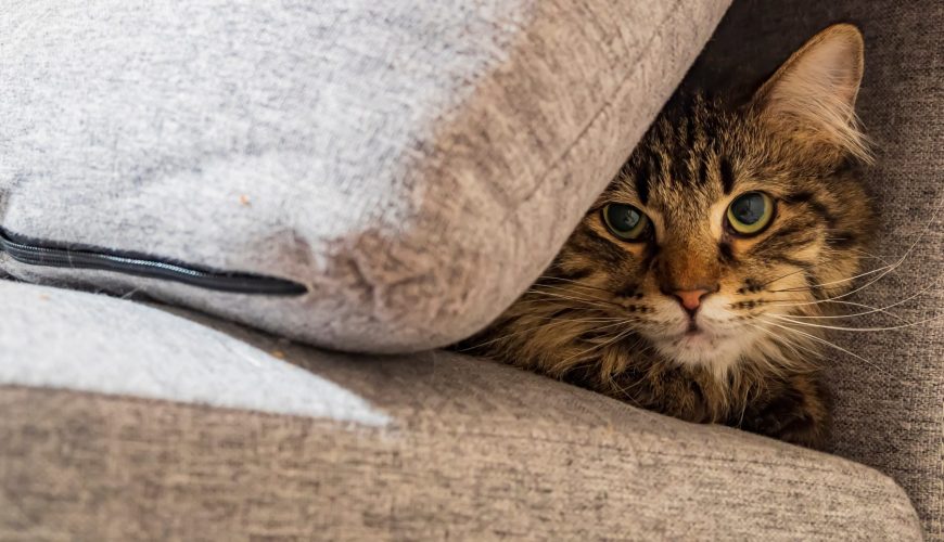 Why Is My Cat Hiding More Than Usual?