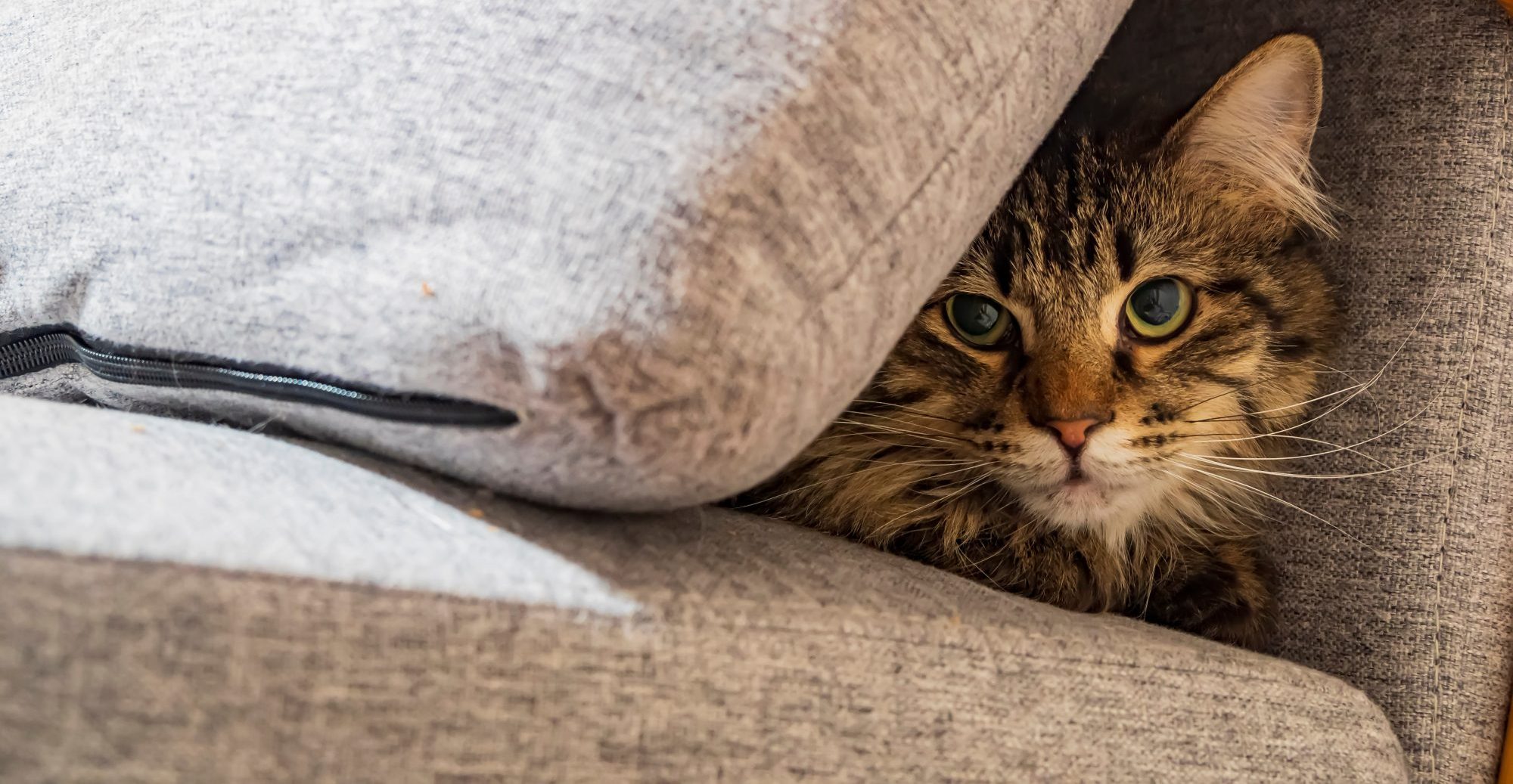 Why Is My Cat Hiding More Than Usual?