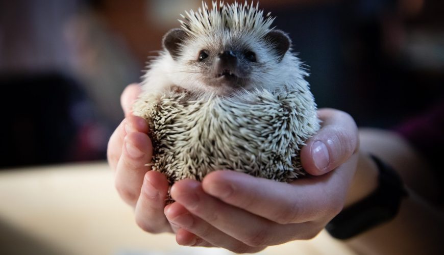 Why Is My Hedgehog Losing Quills?