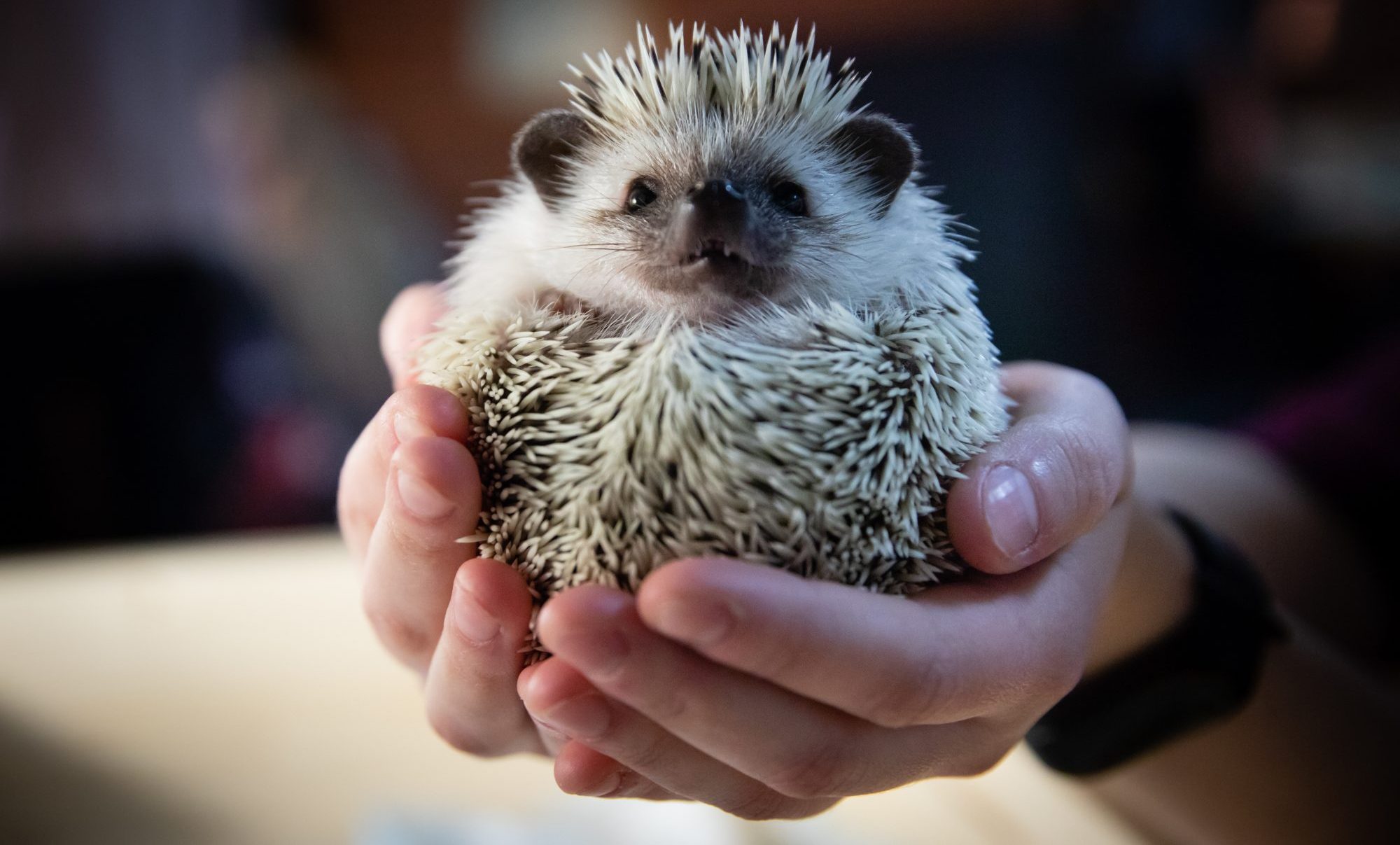 Why Is My Hedgehog Losing Quills?