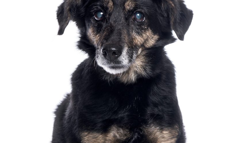 What Does It Mean When a Dog’s Eyes Look Cloudy?