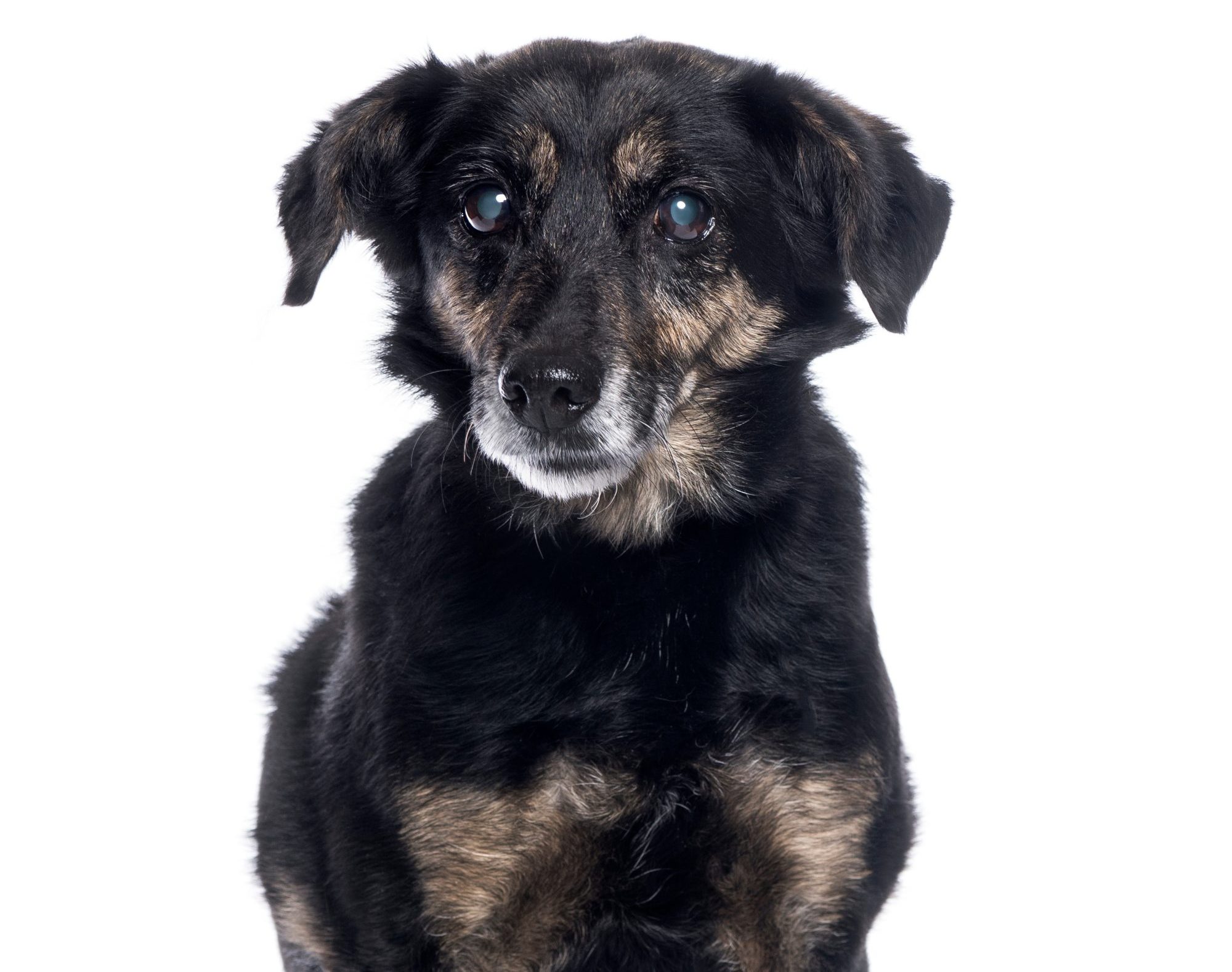 What Does It Mean When a Dog’s Eyes Look Cloudy?