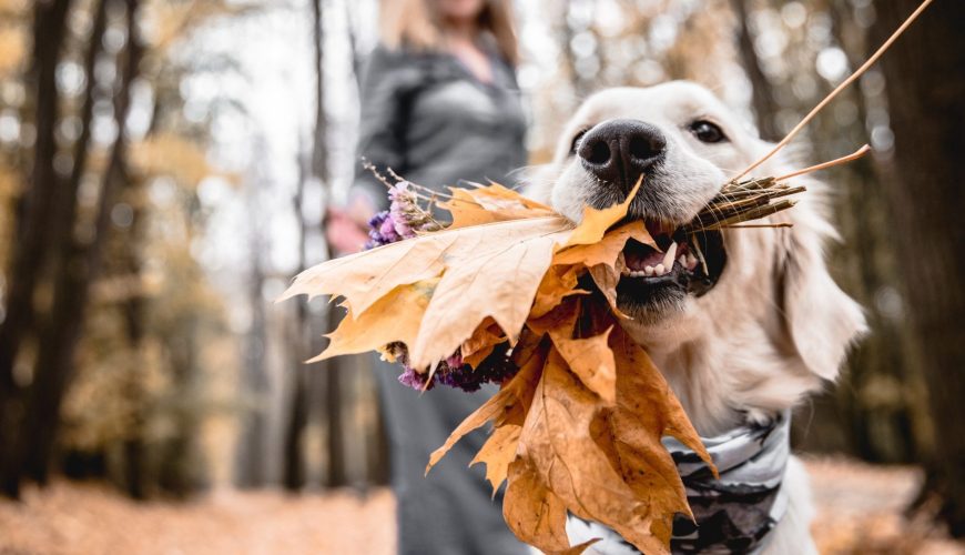 Can Eating Acorns Make My Dog Sick?