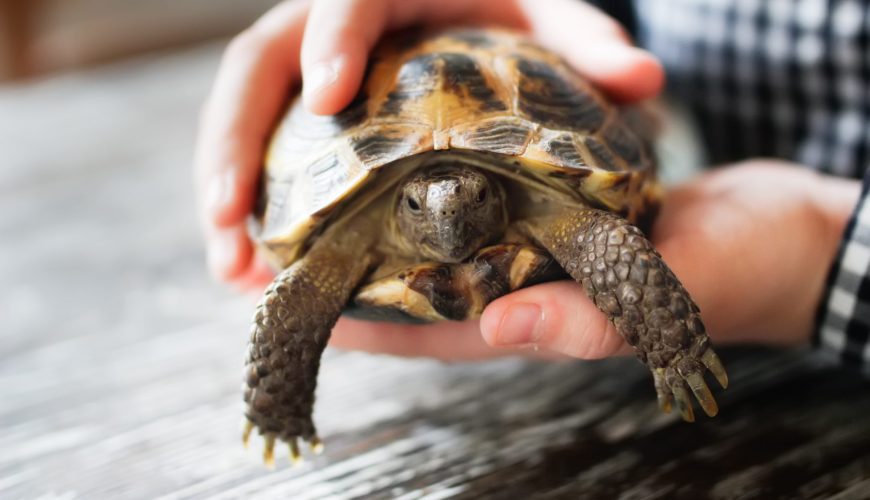 Why Is My Turtle’s Shell Discolored?