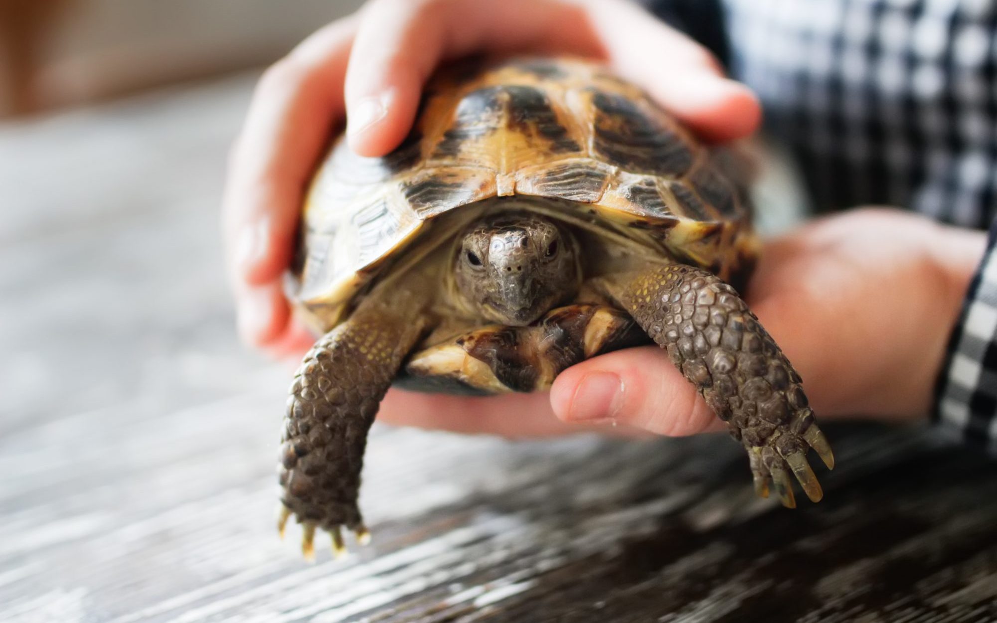 Why Is My Turtle’s Shell Discolored?